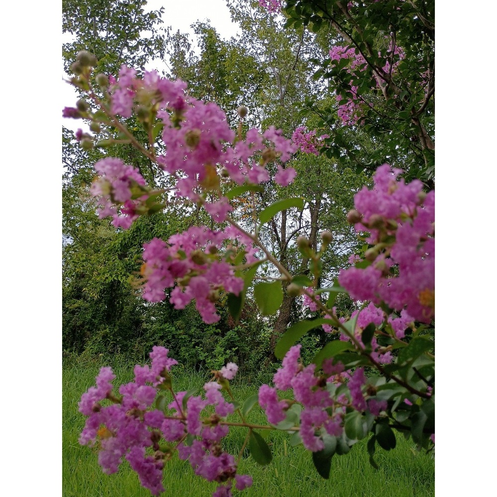 Pinkish Purple Crepe Myrtle tree 20 seed Pods Lagerstroemia Read